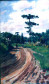 Caminho (1918)
<br/>
<br/>
 0,493 x 0,303m - Coleção particular
<br/>
Retrata paisagem tipicamente paranaense, vendo-se em primeiro plano o caminho que segue em curva da direita para esquerda, em tons de terra de siena natural,terra de siena queimada, ocres e sombras em pinceladas esparsas e seguindo a curva. Sobre o caminho, no fim da curva, duas figuras humanas, uma masculina, trajes escuro esverdeados e outra feminina, trajando veste azulada com mangas brancas.

	

