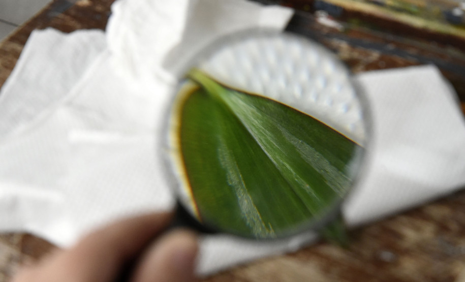 A lupa é usada pelos alunos para captar os mínimos detalhes das plantas.
